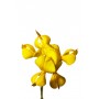 Genêt à balai fleur
