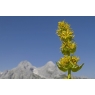 Gentiane jaune racine