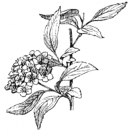 Reine des prés BIO sommité fleurie