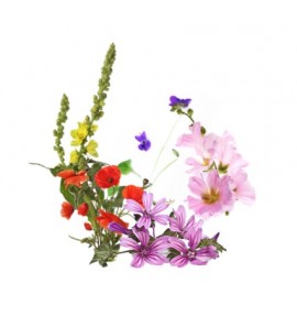 Fleurs Pectorales mélange pour tisane