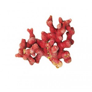 Lithothamne gélules poudre 330mg