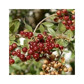 Henné Naturel poudre