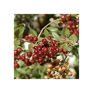 Henné Naturel poudre