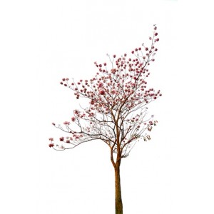 Lapacho poudre totale d'écorce