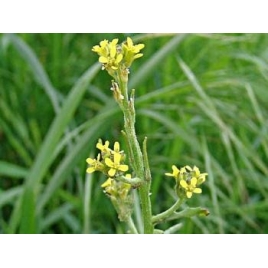 Erysimum velard plante