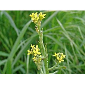 Erysimum velard plante