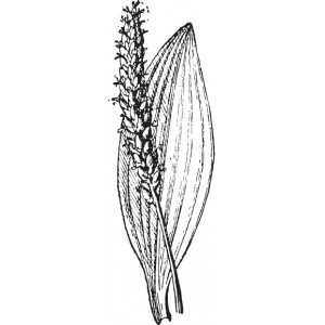 Ispaghul tégument poudre