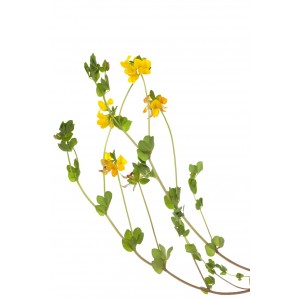 Lotier plante