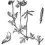 Lotier plante