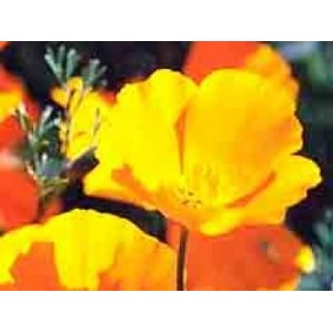 Escholtzia gélules 200mg de poudre totale