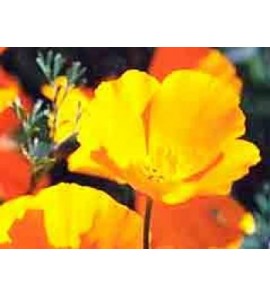 Escholtzia poudre gélules 200mg