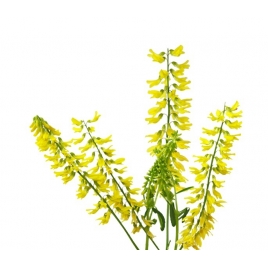 Melilot jaune plante Bio