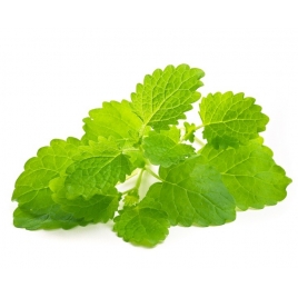 Melisse BIO feuille