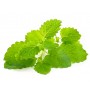 Melisse BIO flle FRANCE