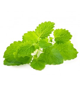 Melisse BIO feuille