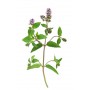 Menthe nanah feuille