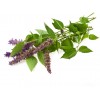 Menthe poivrée poudre de feuille
