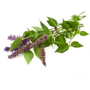 Menthe poivrée poudre de feuille