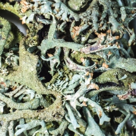 Lichen d'Islande