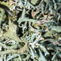 Lichen d'Islande