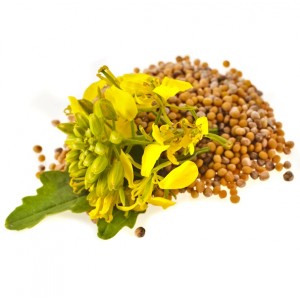 Moutarde jaune  graine
