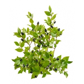 Myrte feuille