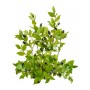 Myrte feuille