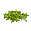 Myrte BIO hydrolat