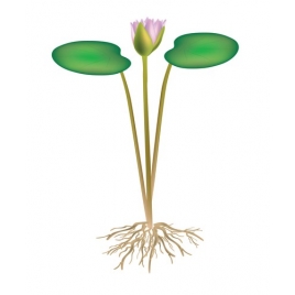 Nénuphar racine