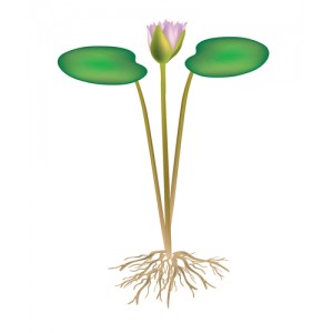 Nénuphar racine