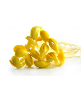 Soja Isoflavones 10mg Capsule
