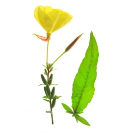 Onagre capsules huile 500mg BIO