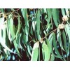 Eucalyptus poudre gélules 230mg