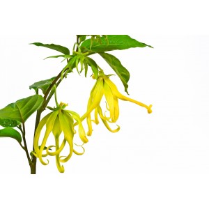 Ylang ylang  BIO HECT