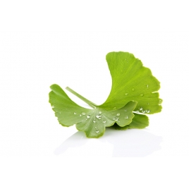 Ginkgo Biloba Feuille bio . Macérat aqueux