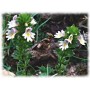Euphraise plante