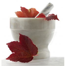 Vigne rouge feuille Bio