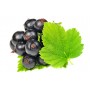 Cassis feuille bio