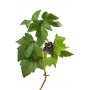 Cassis feuille bio