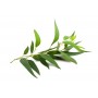Eucalyptus Bio Feuille