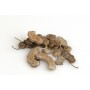 Desmodium Bio Ampoules