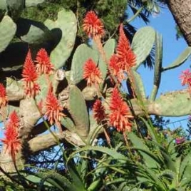 Gel aloe Vera pur à 96% - 250ml