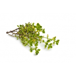 Thym BIO feuille