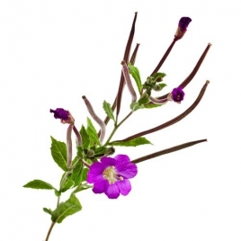 Epilobe à petite fleur plante