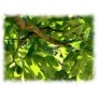 Figuier feuille
