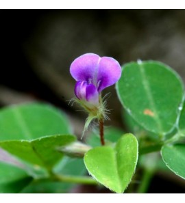 Desmodium. Macérat aqueux