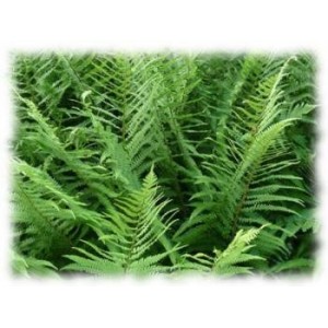 Fougère mâle fronde