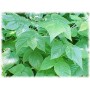 Framboisier feuille