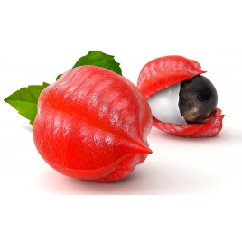 Guarana semence Bio. Macérat aqueux