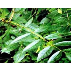 Frêne gélules feuille poudre 250mg
